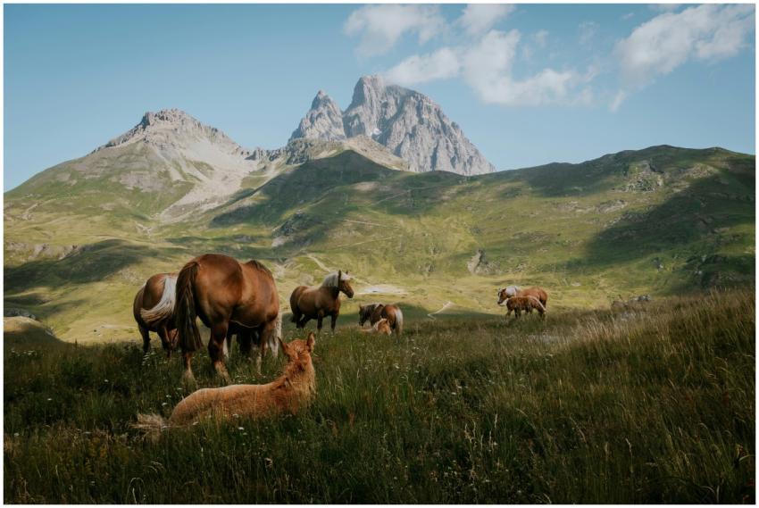 Group of horses grazing with scenic mountain backd