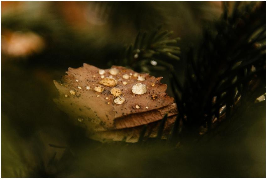 Close-up of raindrops on a brown autumn leaf surro