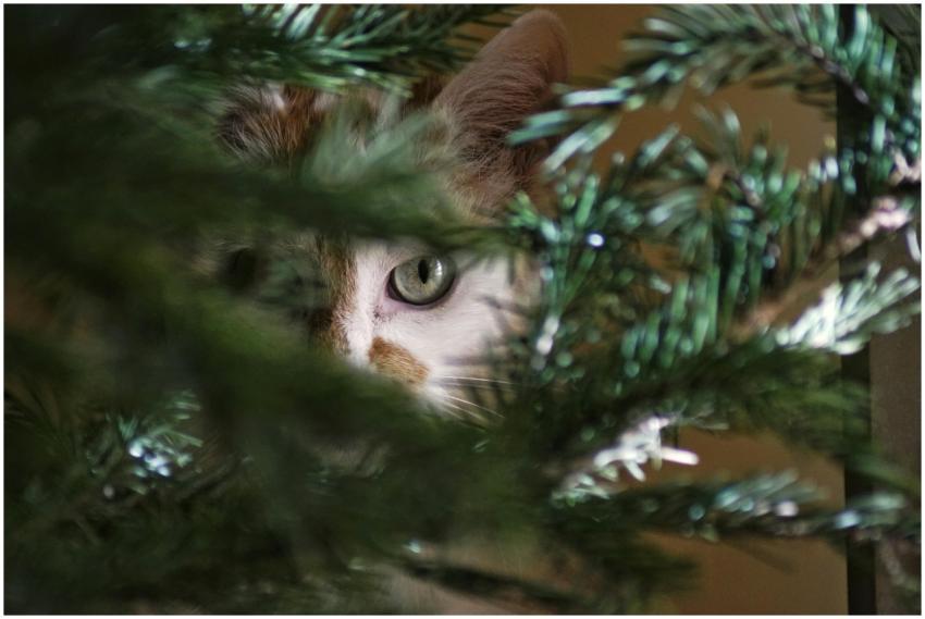A curious cat peeking through festive Christmas tr