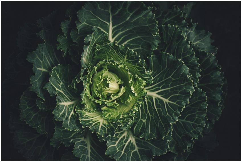 Detailed close-up of fresh green cabbage leaves wi