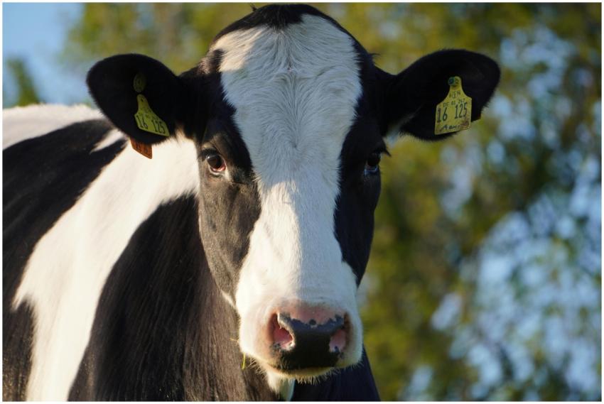 Black and white Holstein cow gazing at camera in r