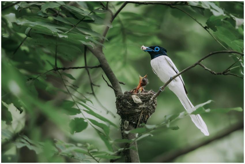 A Black-naped Monarch feeds its hatchlings in a ne