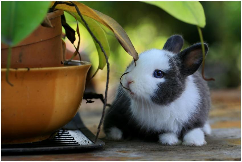 Cute baby rabbit sniffing a pot plant in an outdoo