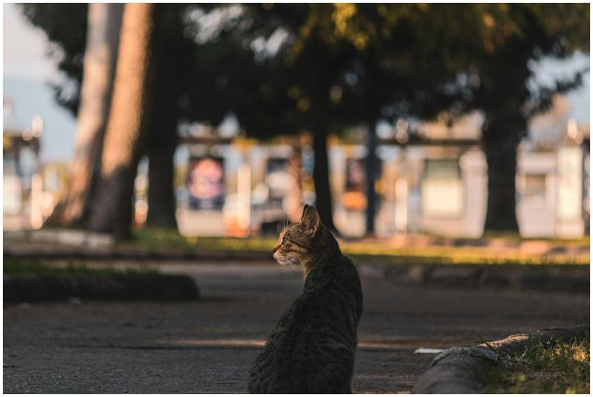 A stray tabby cat sits on a sunlit pavement in an