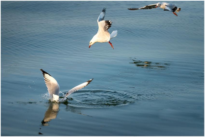 Seagulls gracefully flying over tranquil water, ca