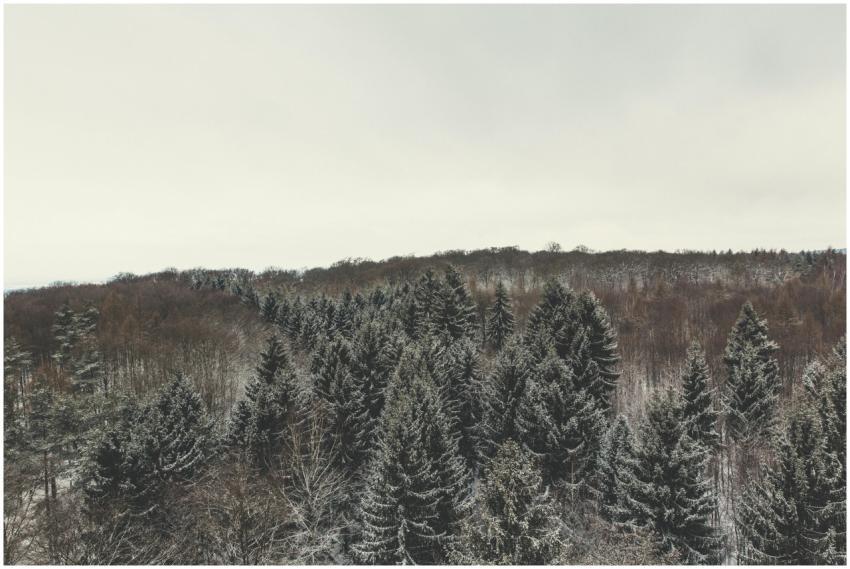 A tranquil winter forest view showcasing snow-cove
