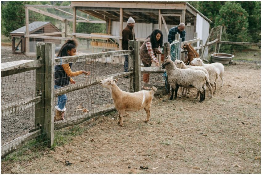 African American family giving food to livestock a