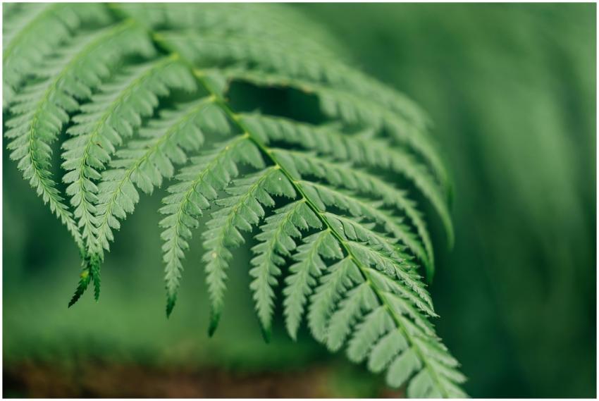 Detailed photograph of a vibrant green fern leaf s