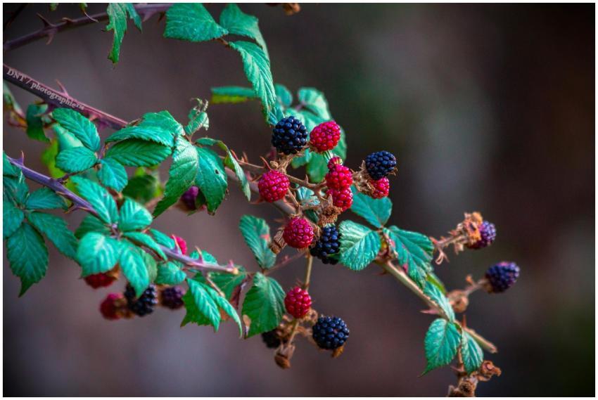 Vibrant blackberries growing on a branch in Adrar,