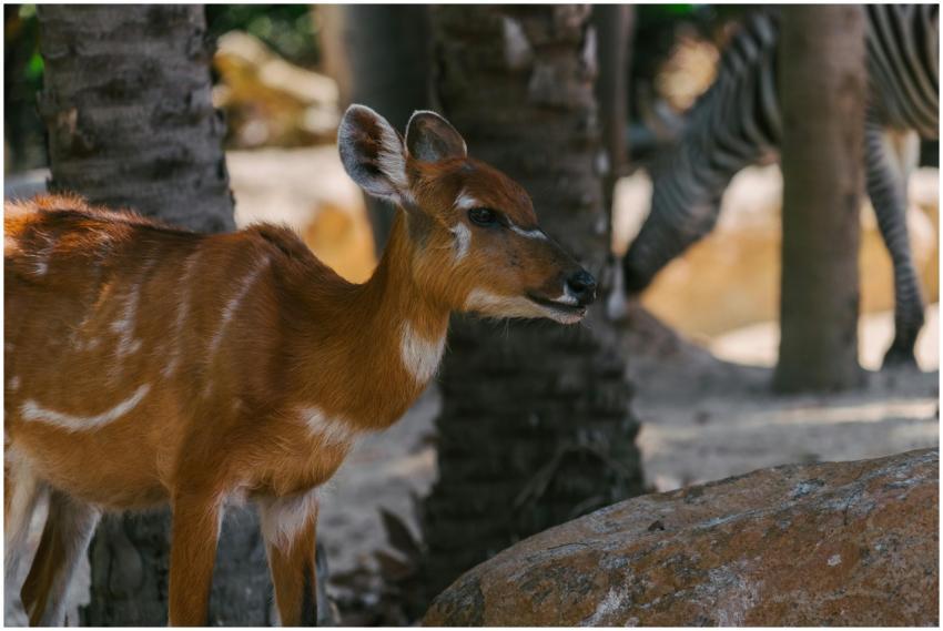 Close-up of a sitatunga antelope in its natural ha