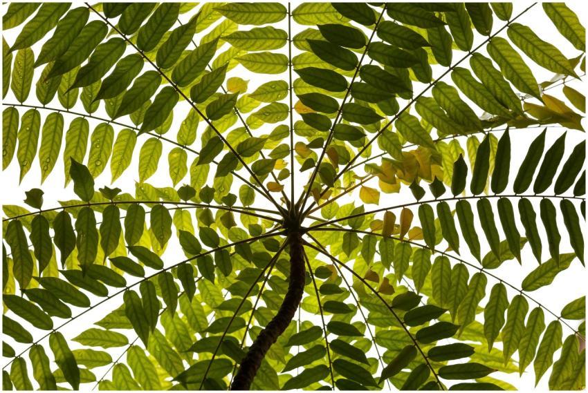 Beautiful view from below of lush tropical leaves