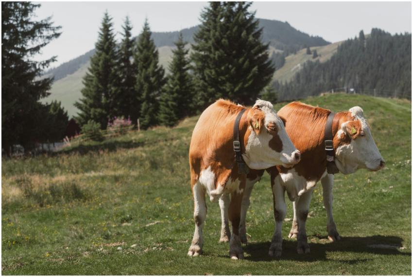 Two spotted dairy cows with bell collars grazing i