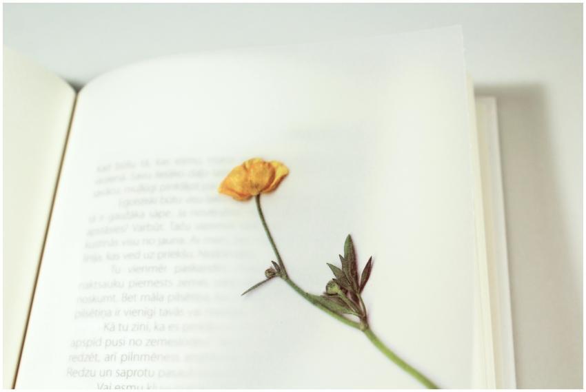 A dried flower used as a delicate bookmark between