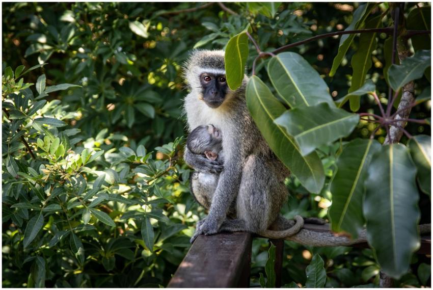 A mother vervet monkey cuddling her infant on a br