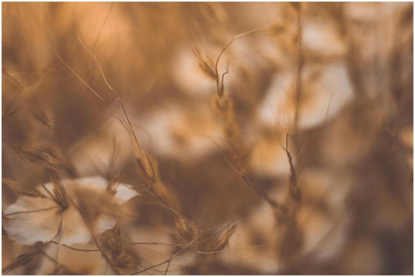 Blurred sepia-toned image of a meadow with wildflo