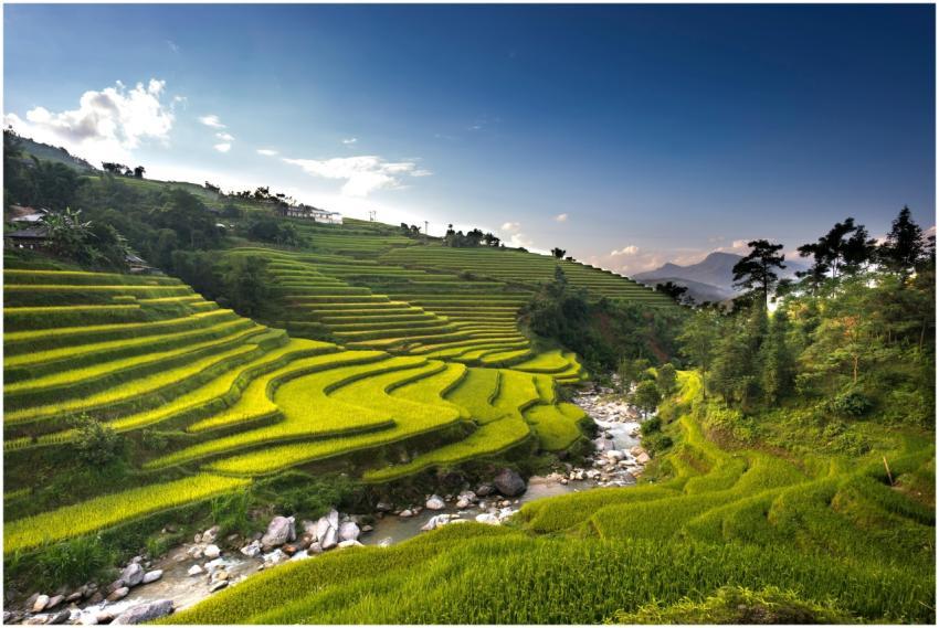 Lush green rice terraces on a hillside with a flow