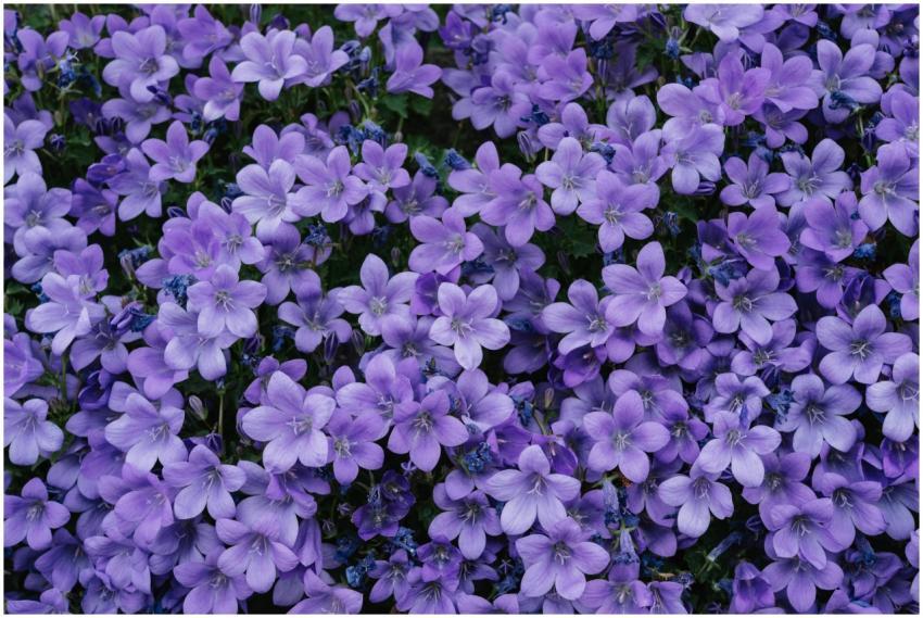 A stunning display of vibrant purple Campanula flo