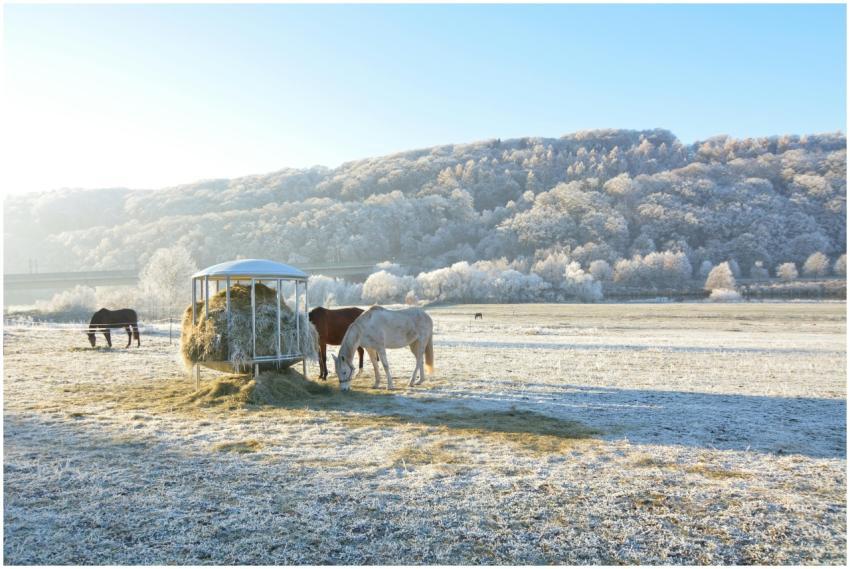 Horses grazing on a frosty winter morning in Fulda