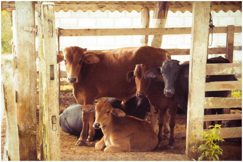 A group of Brahman cattle resting peacefully insid