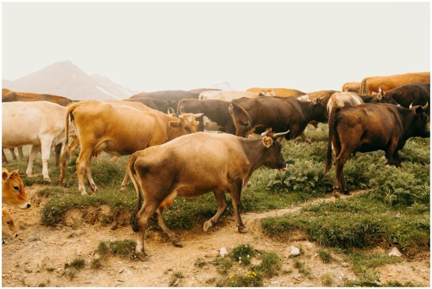 A herd of cattle grazing on a lush countryside pas