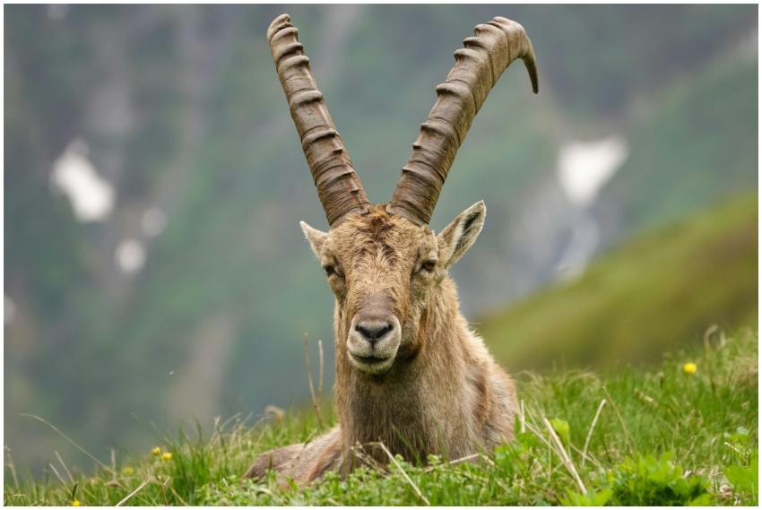 Close-up of a wild ibex resting on a grassy slope