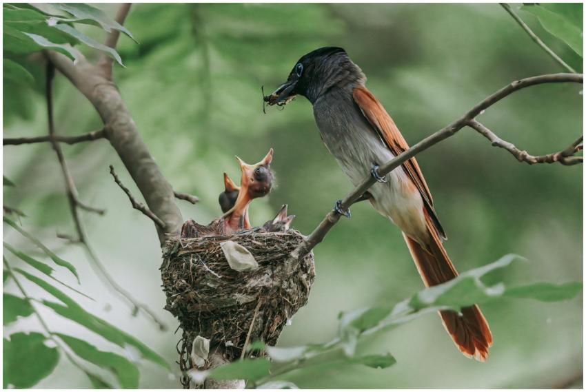 Close-up of a bird feeding chicks in their nest, s