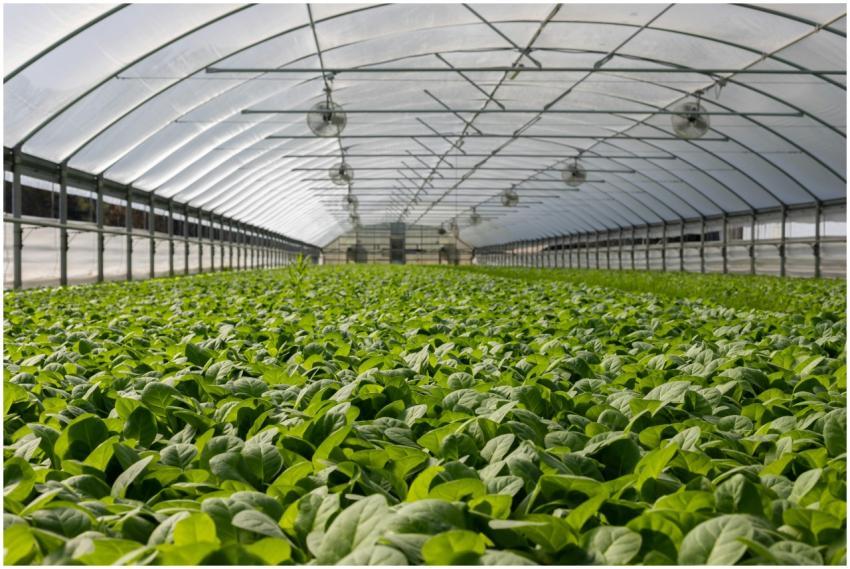 Explore a vibrant indoor greenhouse filled with fr