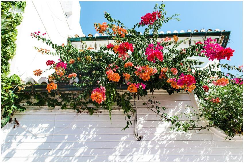Vivid bougainvillea blooms adorn a whitewashed wal