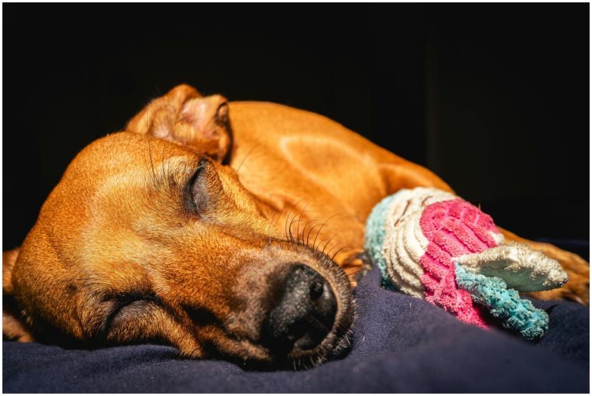 Adorable dog peacefully sleeping with a colorful t