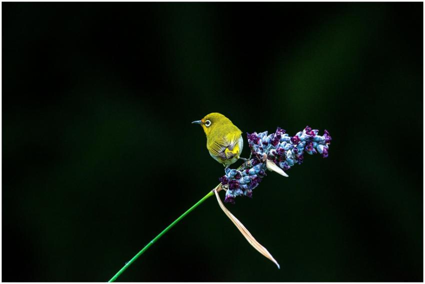 A vibrant Warbling White-eye perched on deep blue
