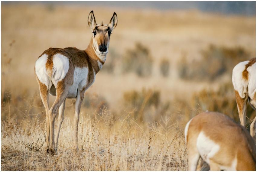 Close view of pronghorns in a sunny open field dur