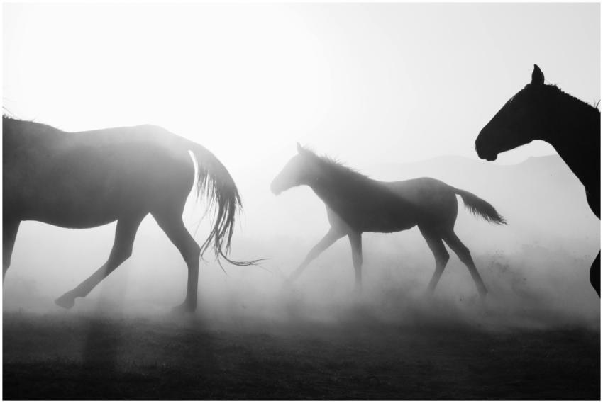 Black and white image of horses running in foggy a
