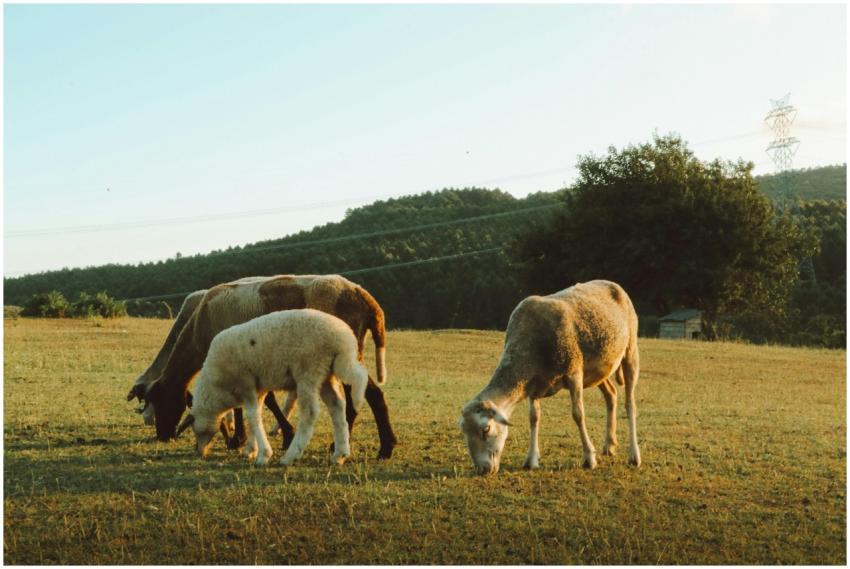 Free stock photo of autumn aesthetics, brown, brow