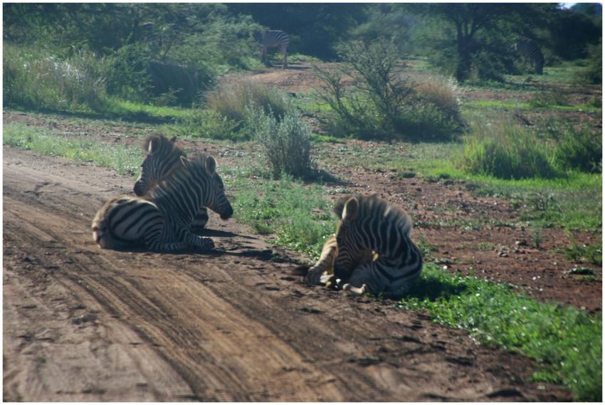 Two zebras resting on a dirt road in Bosveld, Sout