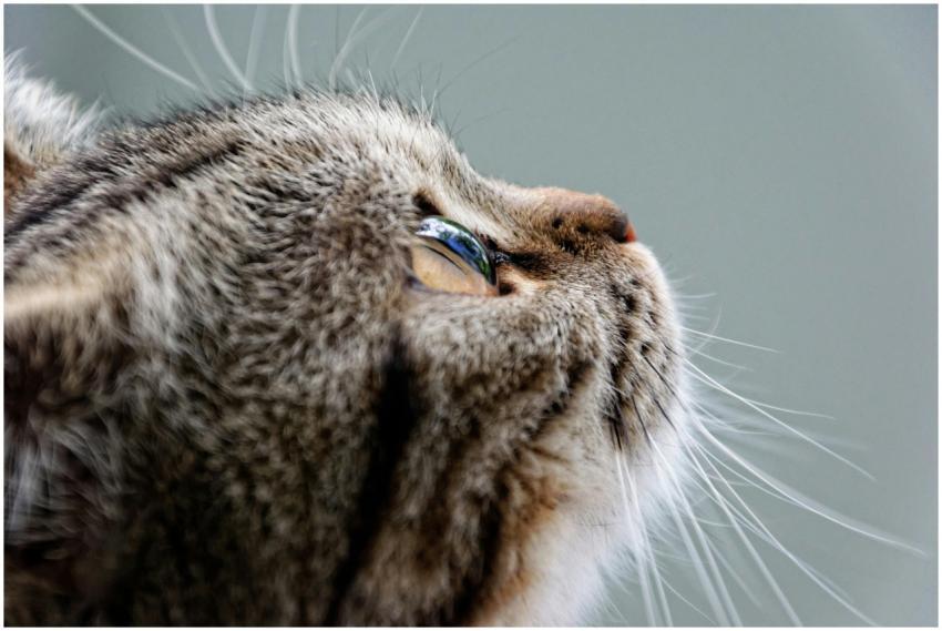 Detailed close-up of a tabby cat looking upwards,