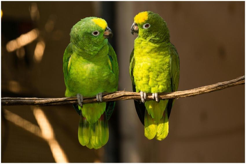 Two vibrant green parrots perched on a branch in t
