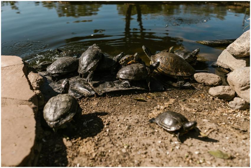 Turtles basking in the sunlight by the edge of a s