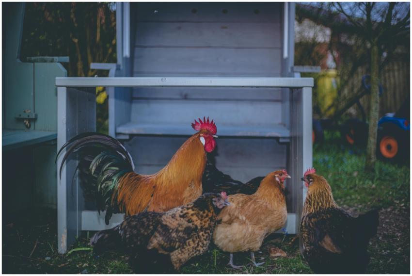 A vibrant rooster and hens gathered near a barn ou