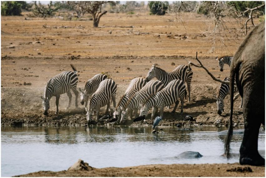 Zebras gather at a waterhole in the savanna, illus