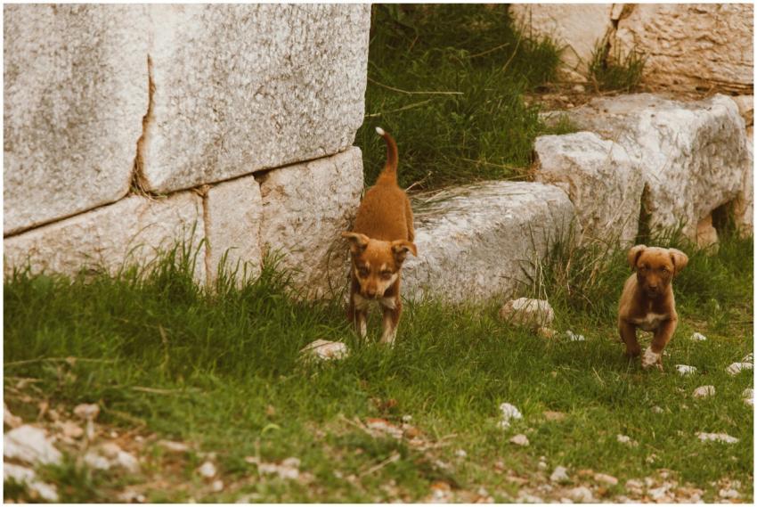 Two brown puppies playfully exploring a grassy are