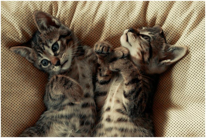 Two cute tabby kittens lying on a cozy polka dot b