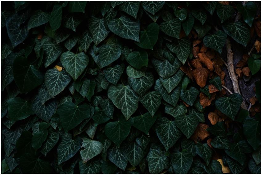 Dark and moody ivy leaves creating a rich textured