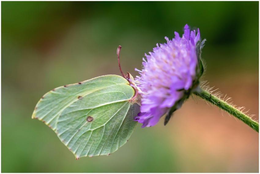 A Brimstone butterfly (Gonepteryx rhamni) feeding