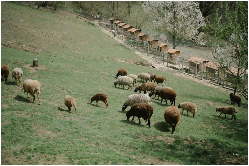 A herd of multi-colored sheep grazing on lush gree