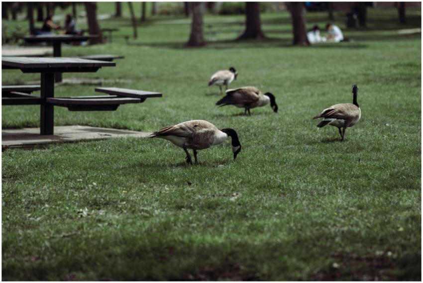 Canada geese foraging in a peaceful Kitchener park