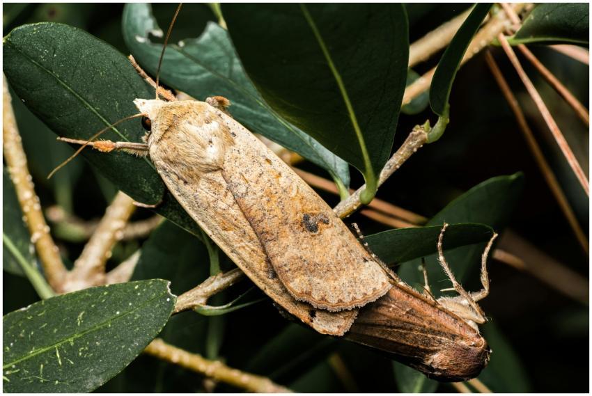 Detailed image of a moth resting on green leaves i