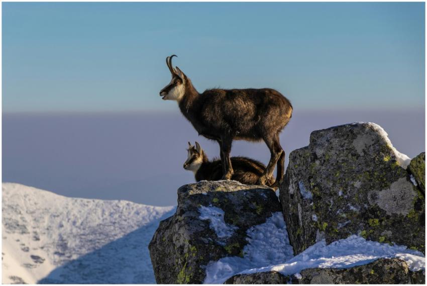Chamois standing majestically on snow-covered rock