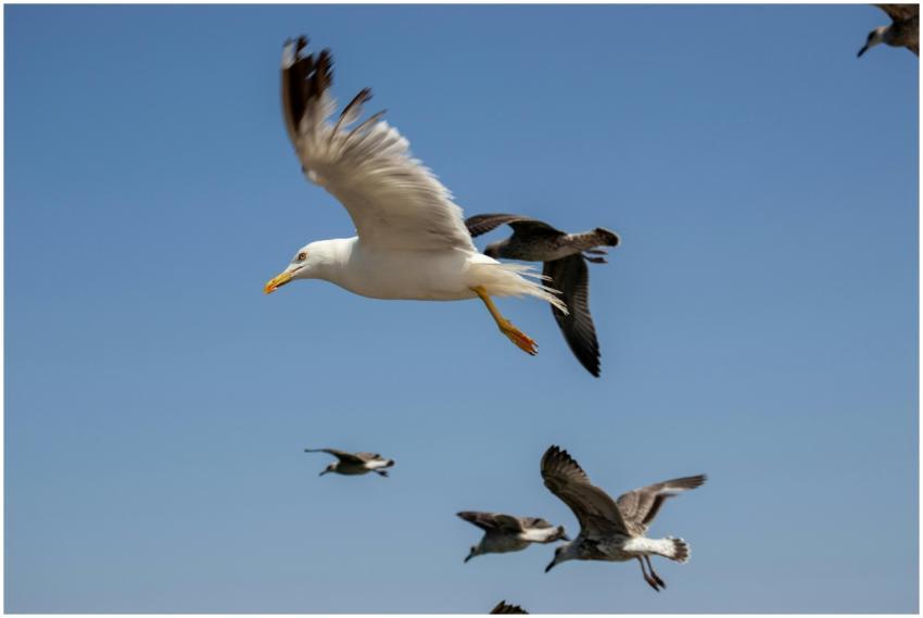 A flock of seagulls gracefully flying against a cl