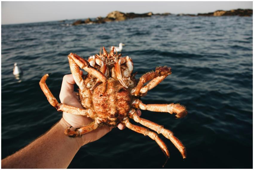 A hand holding a spiny crab above ocean waters wit