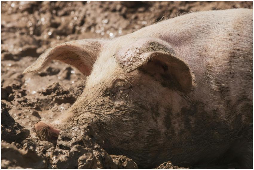 A close-up shot of a pig resting in a muddy field